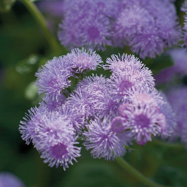 Agerato Blue Horizon...