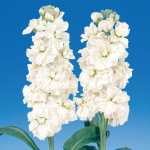 Alheli Midseason Che...