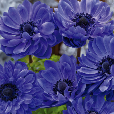 Anemona Harmony Dobl...