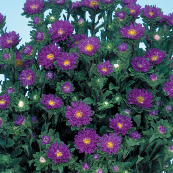 Aster Serenade