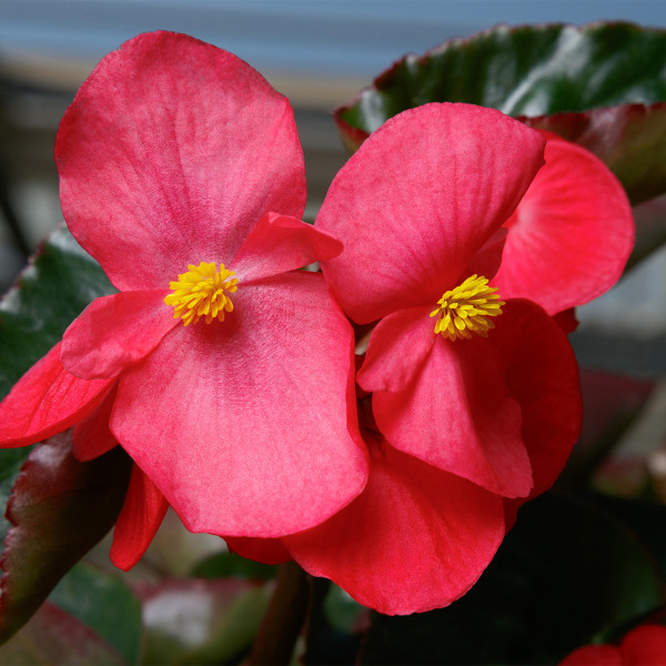 Begonia F. Viking Explorer