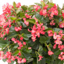 Begonia F. Viking XL