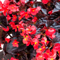 Begonia F. Viking XL