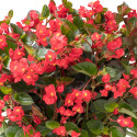 Begonia F. Viking XL