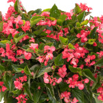 Begonia F. Viking XL...