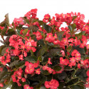 Begonia F. Viking