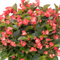 Begonia F. Viking