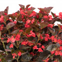 Begonia F. Viking