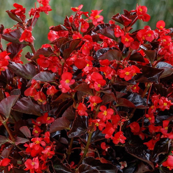 Begonia F. Viking