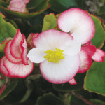 Begonia F. Ambassado...