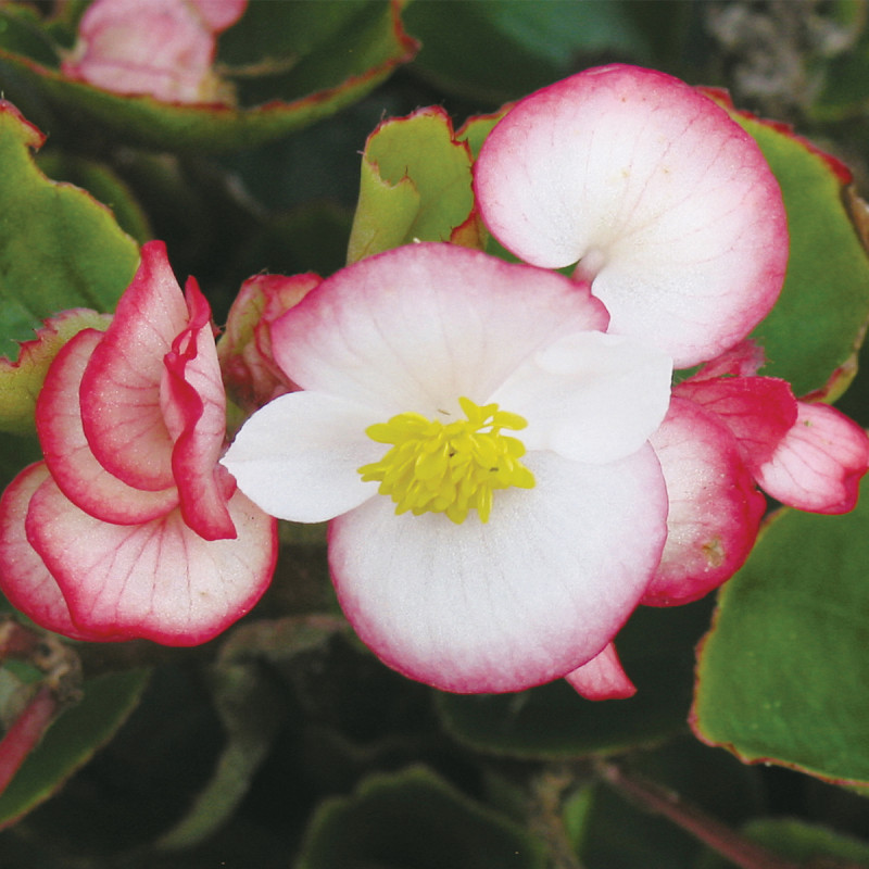 Begonia F. Ambassador