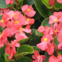 Begonia F. Ambassador