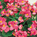 Begonia F. Ambassador