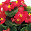 Begonia F. Ambassador