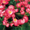 Begonia F. Ambassador