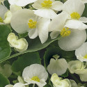 Begonia F. Ambassador