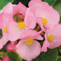 Begonia F. Emperor