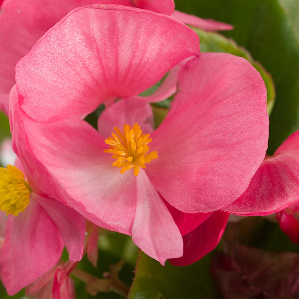 Begonia F. Emperor