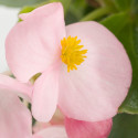 Begonia F. Emperor