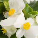 Begonia F. Emperor