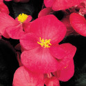 Begonia F. Senator iQ