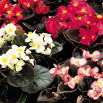 Begonia F. Senator...