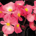 Begonia F. Senator iQ