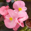 Begonia F. Senator iQ