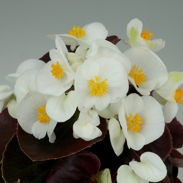 Begonia F. Senator iQ