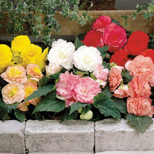 Begonia T. Fortune