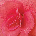 Begonia T. Fortune