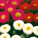 Bellis Galaxy