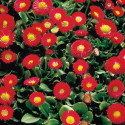 Bellis Galaxy