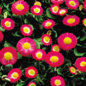 Bellis Galaxy