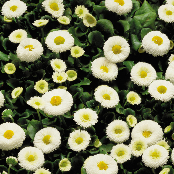 Bellis Galaxy