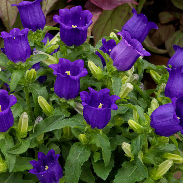 Campanula Med. Appea...