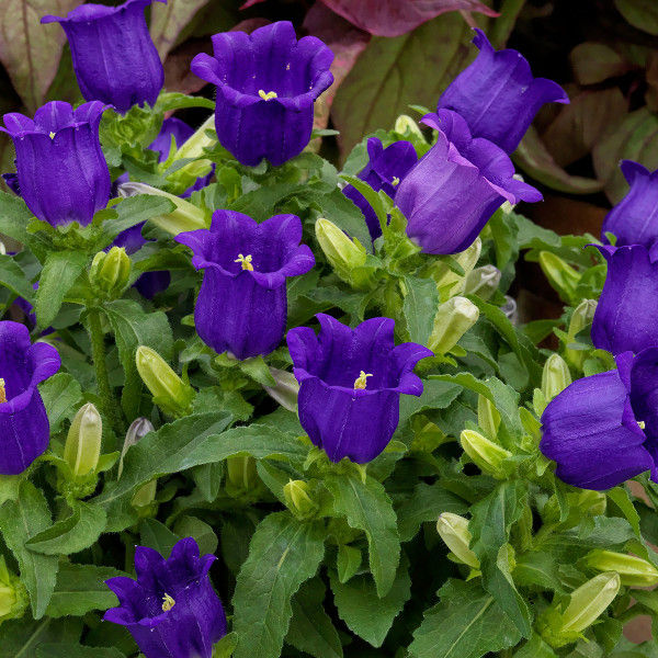 Campanula Med. Appeal