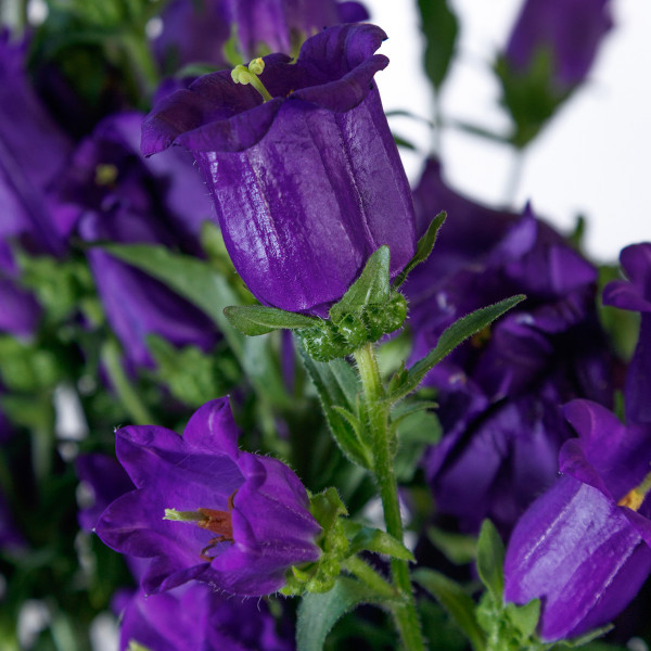 Campanula Med. Champion II