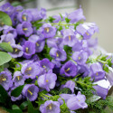 Campanula Med. Champion Pro