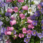 Campanula Med. Champ...
