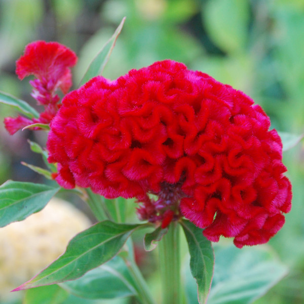 Celosia Cristata Chief