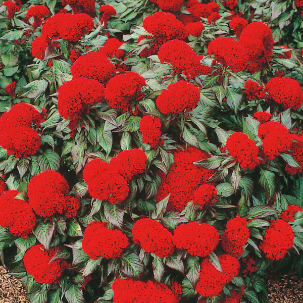 Celosia Cristata Prestige