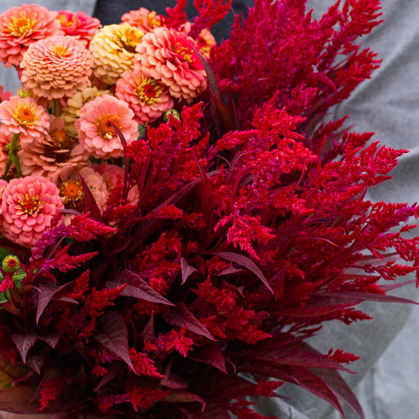 Celosia Plumosa Dragon´s Breath