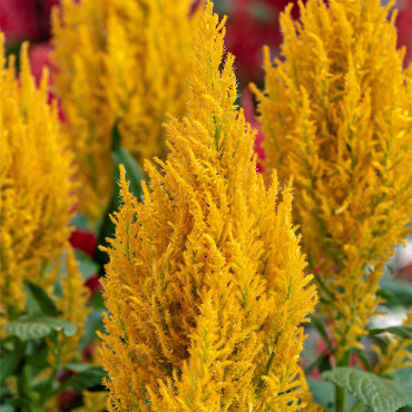 Celosia Plumosa Cent...