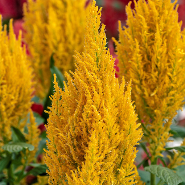 Celosia Plumosa Century