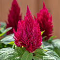 Celosia Plumosa Kimono