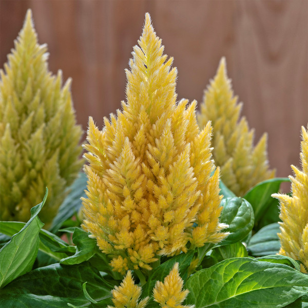 Celosia Plumosa Kimono