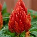 Celosia Plumosa Kimono