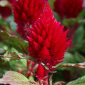 Celosia Plumosa Kimono