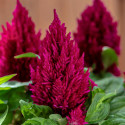 Celosia Plumosa Kimono